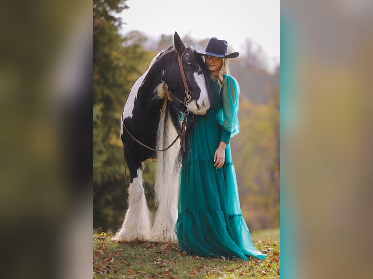 Cob Irlandese / Tinker / Gypsy Vanner Castrone 12 Anni 147 cm Pezzato in Lyles