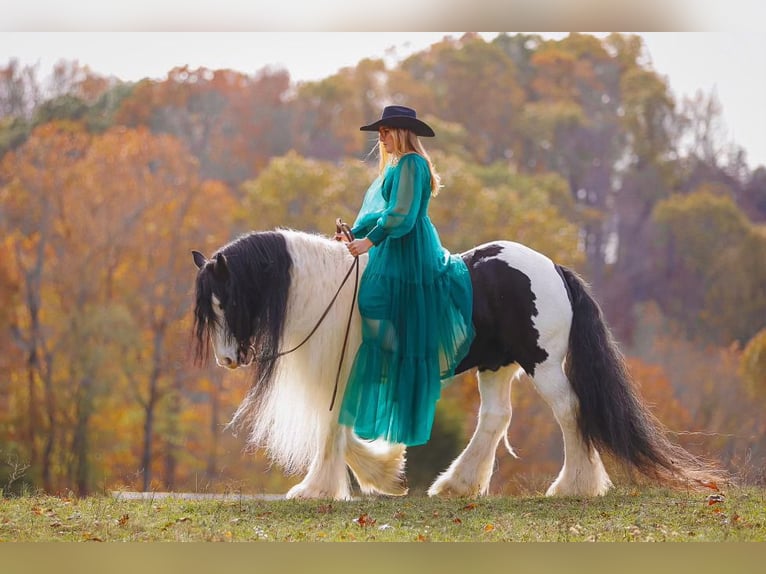 Cob Irlandese / Tinker / Gypsy Vanner Castrone 12 Anni 147 cm Pezzato in Lyles