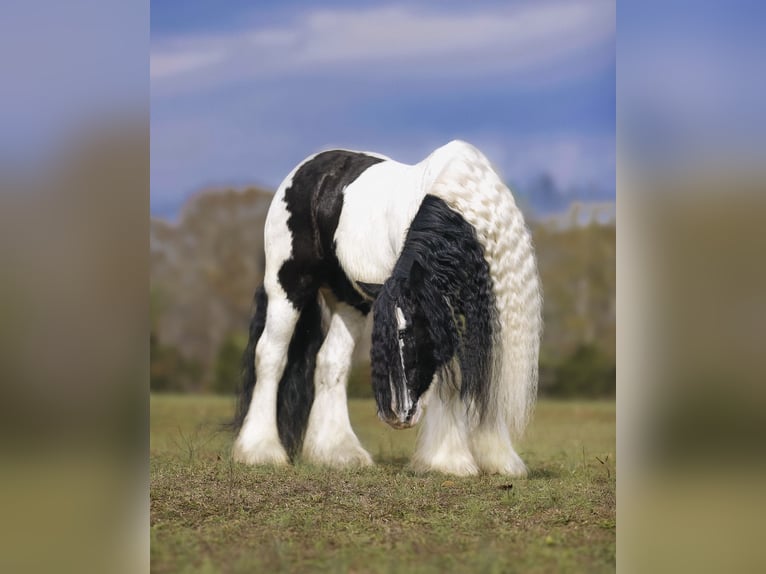 Cob Irlandese / Tinker / Gypsy Vanner Castrone 12 Anni 147 cm Pezzato in Lyles