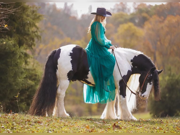 Cob Irlandese / Tinker / Gypsy Vanner Castrone 12 Anni 147 cm Pezzato in Lyles