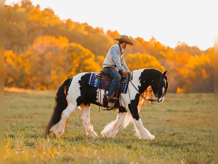 Cob Irlandese / Tinker / Gypsy Vanner Castrone 12 Anni 147 cm Pezzato in Lyles