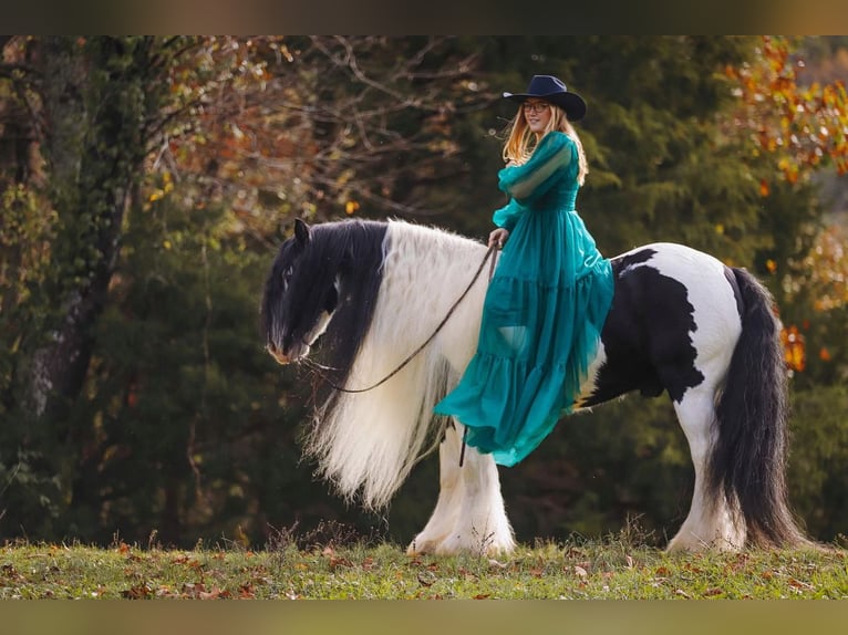 Cob Irlandese / Tinker / Gypsy Vanner Castrone 12 Anni 147 cm Pezzato in Lyles