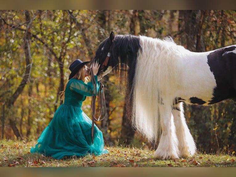 Cob Irlandese / Tinker / Gypsy Vanner Castrone 12 Anni 147 cm Pezzato in Lyles