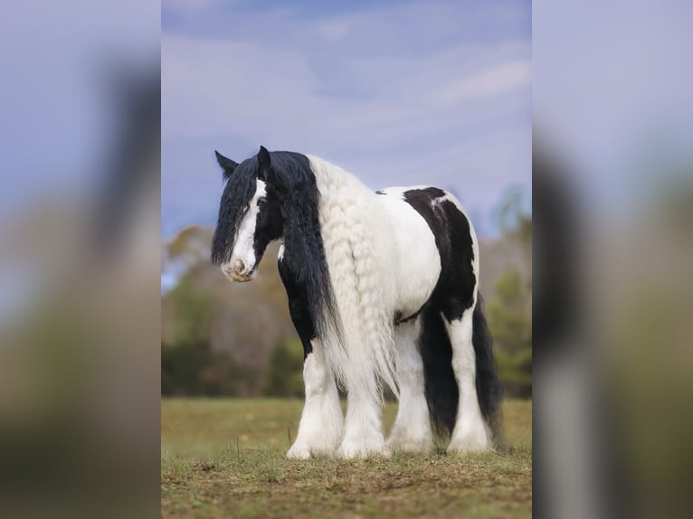 Cob Irlandese / Tinker / Gypsy Vanner Castrone 12 Anni 147 cm Pezzato in Lyles