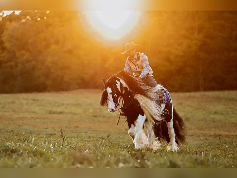 Cob Irlandese / Tinker / Gypsy Vanner Castrone 12 Anni 147 cm Pezzato in Lyles