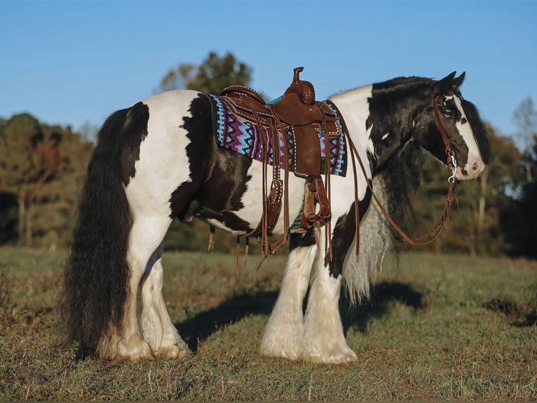 Cob Irlandese / Tinker / Gypsy Vanner Castrone 12 Anni 147 cm Pezzato in Lyles