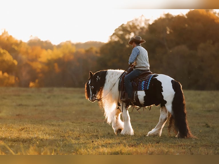 Cob Irlandese / Tinker / Gypsy Vanner Castrone 12 Anni 147 cm Pezzato in Lyles