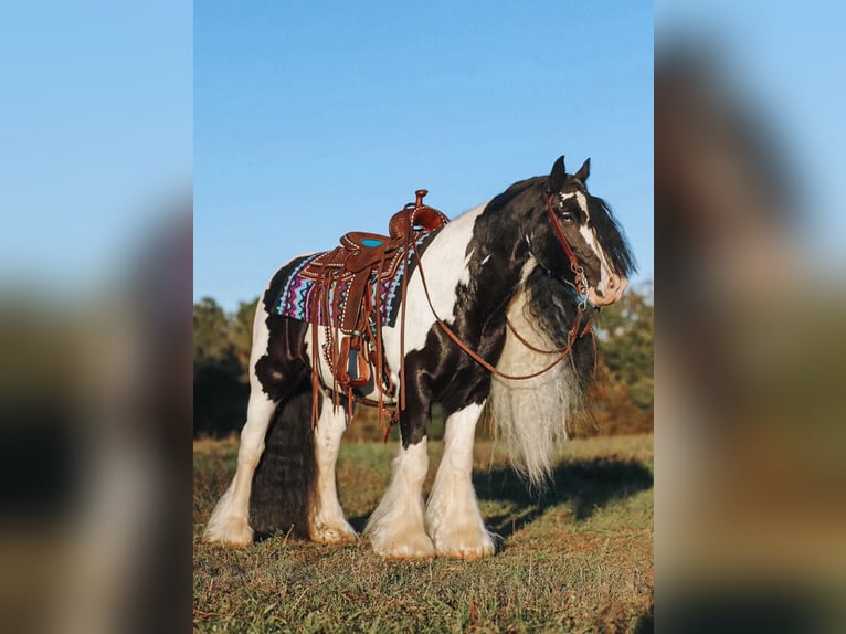 Cob Irlandese / Tinker / Gypsy Vanner Castrone 12 Anni 147 cm Pezzato in Lyles