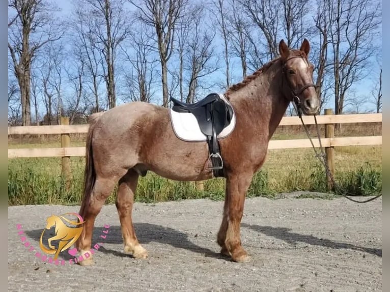 Cob Irlandese / Tinker / Gypsy Vanner Mix Castrone 12 Anni 147 cm Roano rosso in New Summerfield