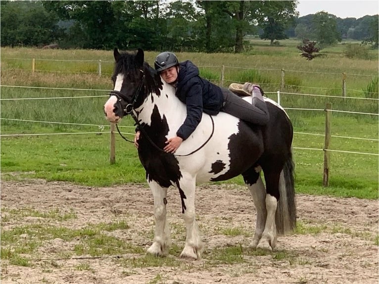 Cob Irlandese / Tinker / Gypsy Vanner Castrone 12 Anni 148 cm Pezzato in Westerstede