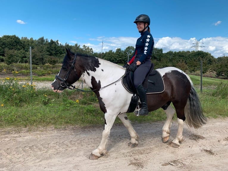 Cob Irlandese / Tinker / Gypsy Vanner Castrone 12 Anni 148 cm Pezzato in Westerstede