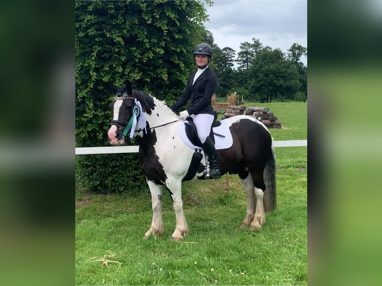 Cob Irlandese / Tinker / Gypsy Vanner Castrone 12 Anni 148 cm Pezzato in Westerstede