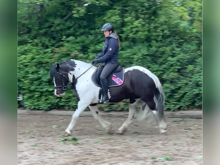 Cob Irlandese / Tinker / Gypsy Vanner Castrone 12 Anni 148 cm Pezzato in Westerstede