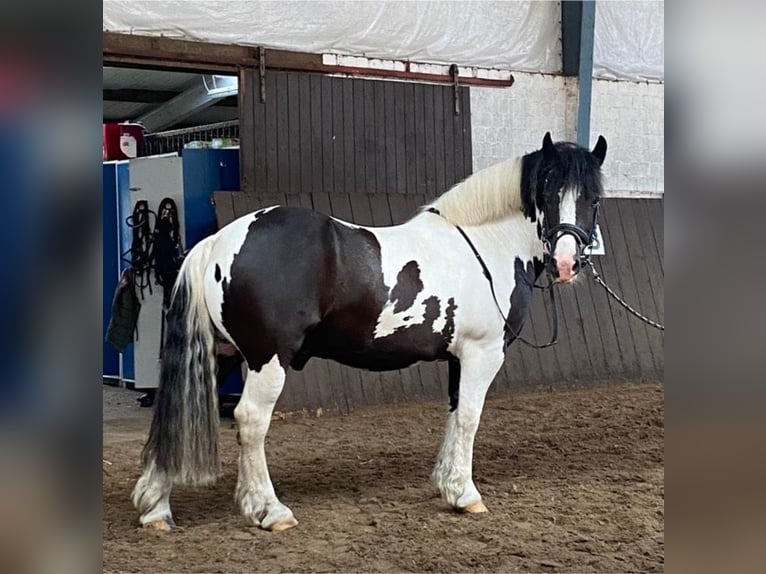 Cob Irlandese / Tinker / Gypsy Vanner Castrone 12 Anni 148 cm Pezzato in Westerstede