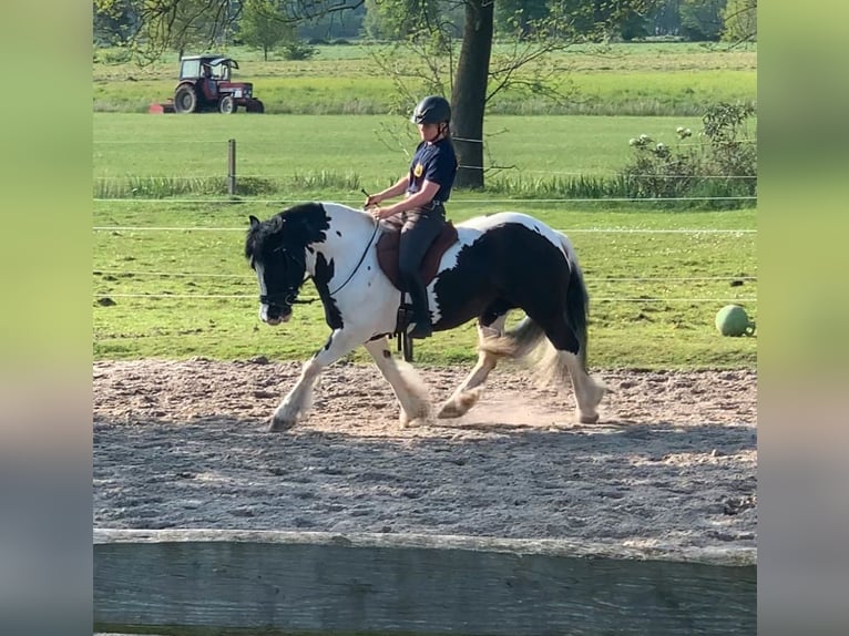 Cob Irlandese / Tinker / Gypsy Vanner Castrone 12 Anni 148 cm Pezzato in Westerstede