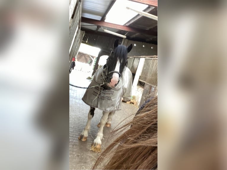 Cob Irlandese / Tinker / Gypsy Vanner Castrone 12 Anni 148 cm Pezzato in Westerstede