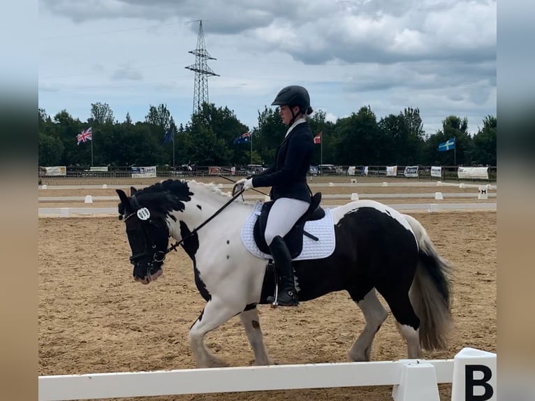 Cob Irlandese / Tinker / Gypsy Vanner Castrone 12 Anni 148 cm Pezzato in Westerstede