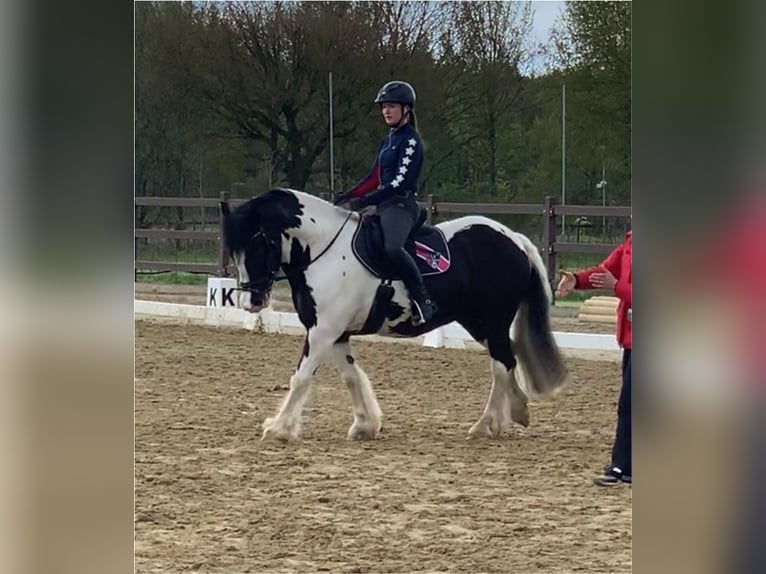 Cob Irlandese / Tinker / Gypsy Vanner Castrone 12 Anni 148 cm Pezzato in Westerstede