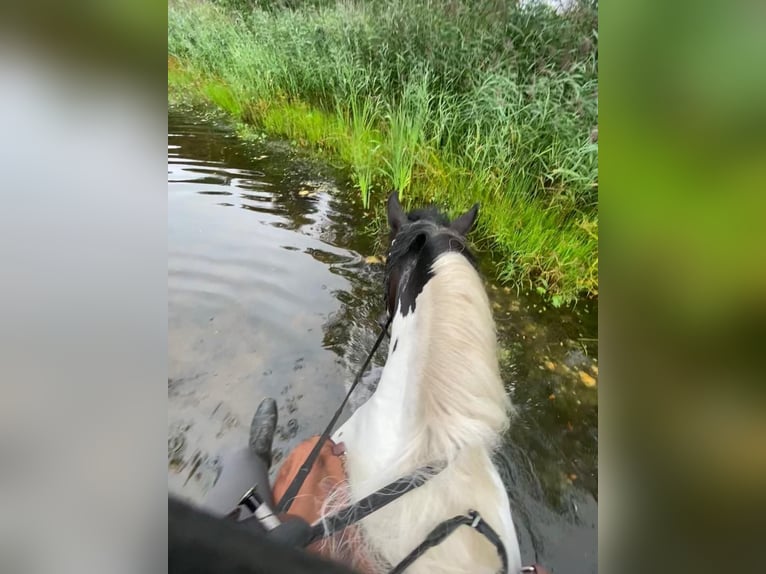 Cob Irlandese / Tinker / Gypsy Vanner Castrone 12 Anni 148 cm Pezzato in Westerstede