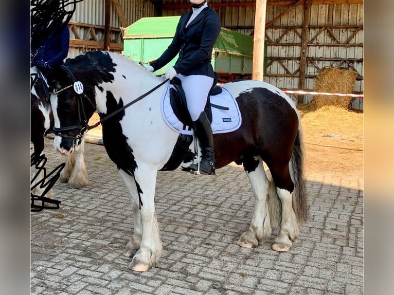 Cob Irlandese / Tinker / Gypsy Vanner Castrone 12 Anni 148 cm Pezzato in Westerstede