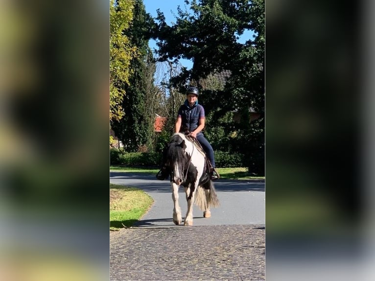 Cob Irlandese / Tinker / Gypsy Vanner Castrone 12 Anni 148 cm Pezzato in Westerstede