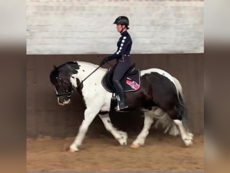 Cob Irlandese / Tinker / Gypsy Vanner Castrone 12 Anni 148 cm Pezzato in Westerstede