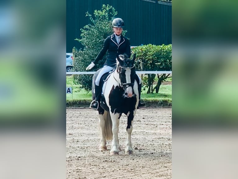 Cob Irlandese / Tinker / Gypsy Vanner Castrone 12 Anni 148 cm Pezzato in Westerstede