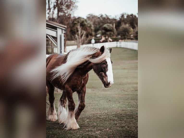 Cob Irlandese / Tinker / Gypsy Vanner Castrone 12 Anni 152 cm Baio ciliegia in Chuluota FL