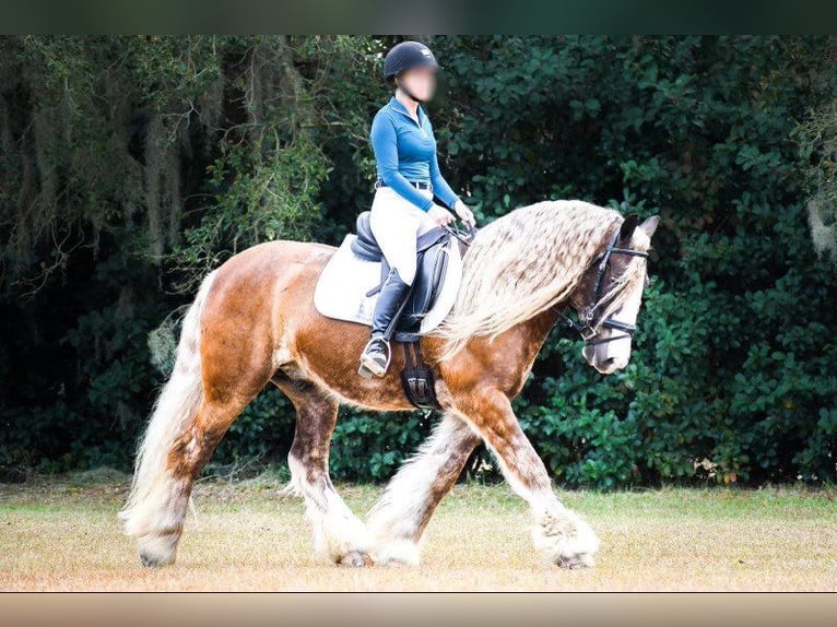 Cob Irlandese / Tinker / Gypsy Vanner Castrone 12 Anni 152 cm Baio ciliegia in Chuluota FL