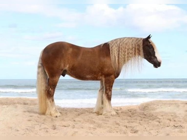 Cob Irlandese / Tinker / Gypsy Vanner Castrone 12 Anni 152 cm Baio ciliegia in Chuluota FL