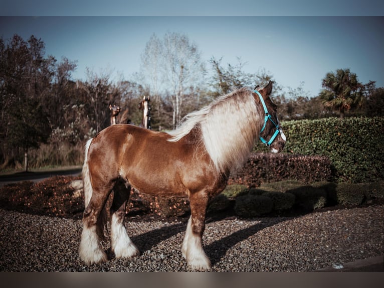 Cob Irlandese / Tinker / Gypsy Vanner Castrone 12 Anni 152 cm Baio ciliegia in Chuluota FL