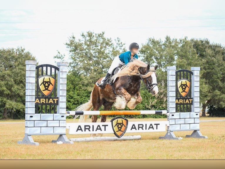 Cob Irlandese / Tinker / Gypsy Vanner Castrone 12 Anni 152 cm Baio ciliegia in Chuluota FL