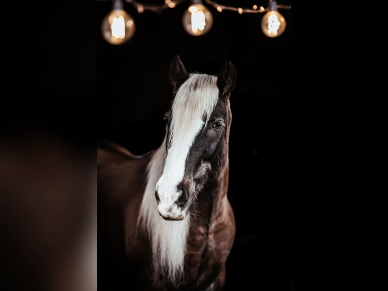 Cob Irlandese / Tinker / Gypsy Vanner Castrone 12 Anni 152 cm Baio ciliegia in Chuluota FL