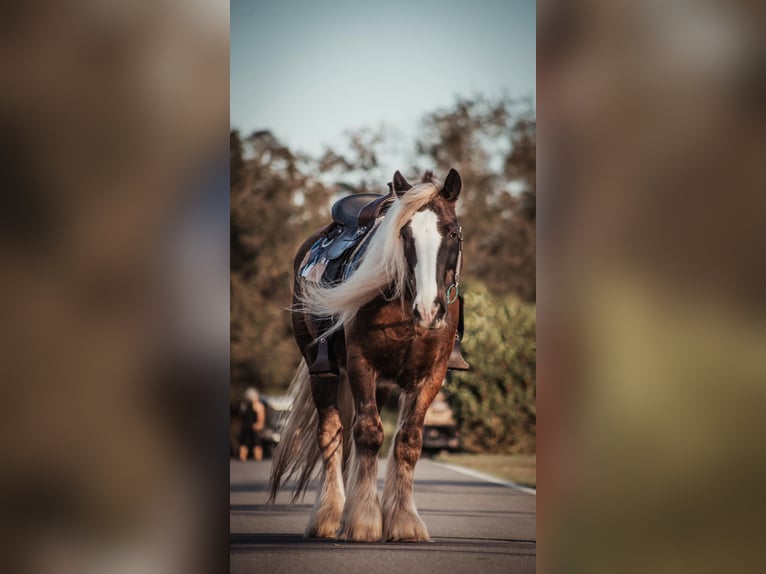 Cob Irlandese / Tinker / Gypsy Vanner Castrone 12 Anni 152 cm Baio ciliegia in Chuluota FL