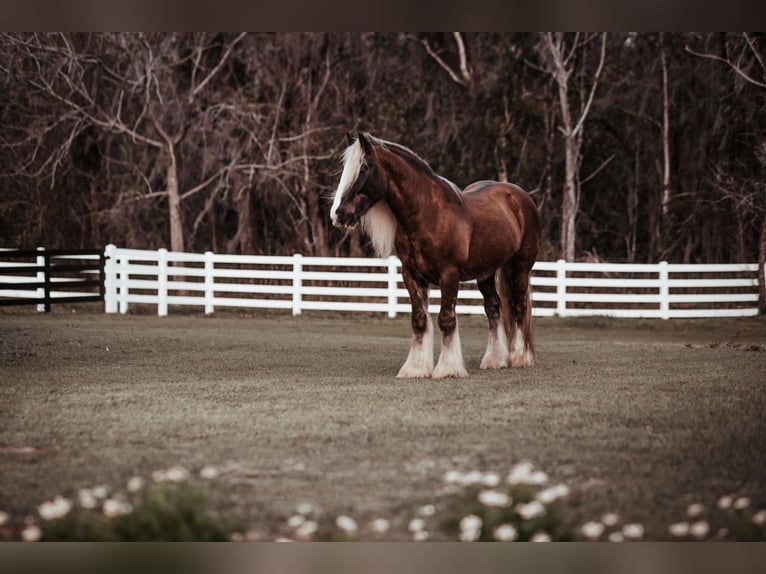 Cob Irlandese / Tinker / Gypsy Vanner Castrone 12 Anni 152 cm Baio ciliegia in Chuluota FL