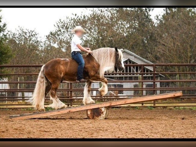 Cob Irlandese / Tinker / Gypsy Vanner Castrone 12 Anni 152 cm Baio ciliegia in Chuluota FL