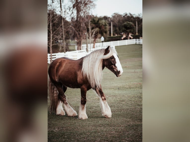 Cob Irlandese / Tinker / Gypsy Vanner Castrone 12 Anni 152 cm Baio ciliegia in Chuluota FL