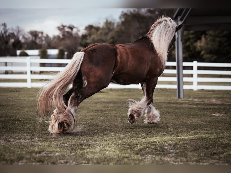 Cob Irlandese / Tinker / Gypsy Vanner Castrone 12 Anni 152 cm Baio ciliegia in Chuluota FL