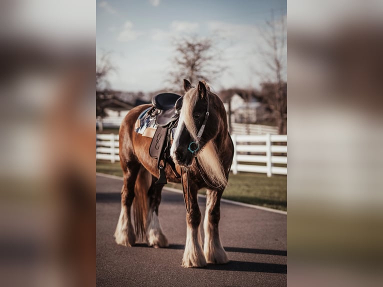 Cob Irlandese / Tinker / Gypsy Vanner Castrone 12 Anni 152 cm Baio ciliegia in Chuluota FL