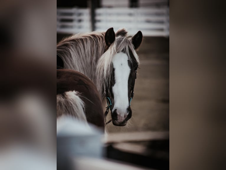 Cob Irlandese / Tinker / Gypsy Vanner Castrone 12 Anni 152 cm Baio ciliegia in Chuluota FL