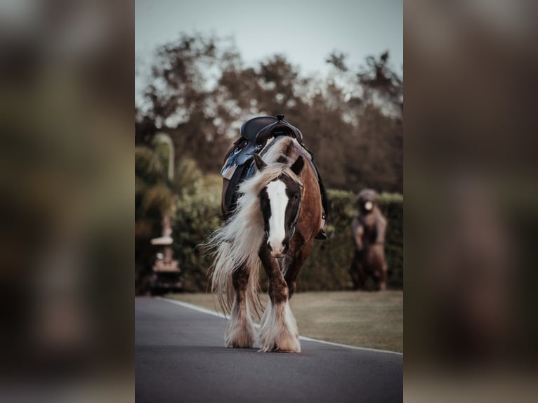 Cob Irlandese / Tinker / Gypsy Vanner Castrone 12 Anni 152 cm Baio ciliegia in Chuluota FL