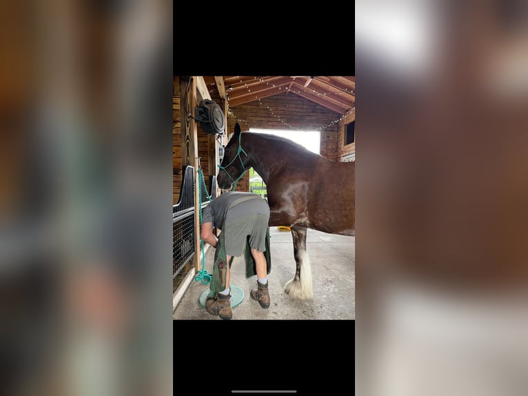 Cob Irlandese / Tinker / Gypsy Vanner Castrone 12 Anni 152 cm Baio ciliegia in Chuluota FL