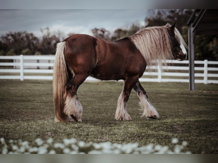 Cob Irlandese / Tinker / Gypsy Vanner Castrone 12 Anni 152 cm Baio ciliegia in Chuluota FL