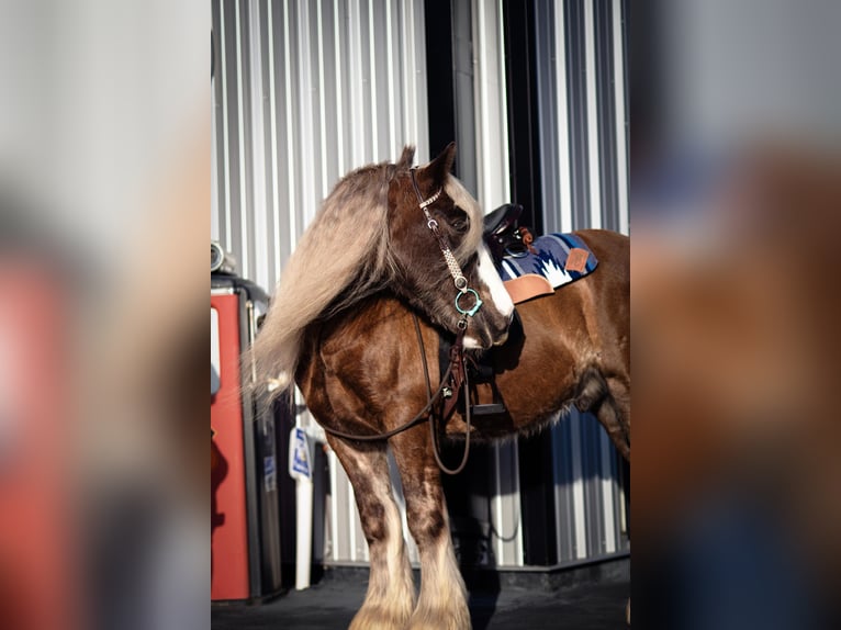 Cob Irlandese / Tinker / Gypsy Vanner Castrone 12 Anni 152 cm Baio ciliegia in Chuluota FL