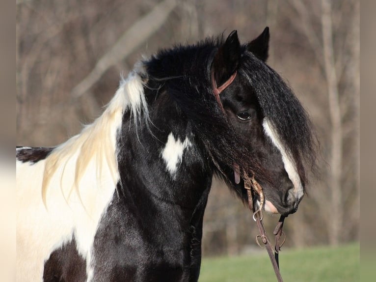 Cob Irlandese / Tinker / Gypsy Vanner Castrone 12 Anni 152 cm Morello in Jamestown, KY