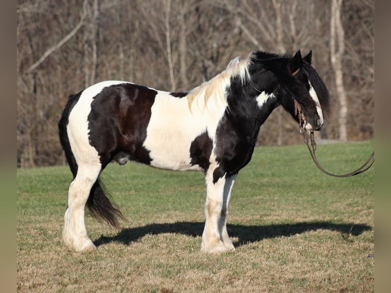 Cob Irlandese / Tinker / Gypsy Vanner Castrone 12 Anni 152 cm Morello in Jamestown, KY