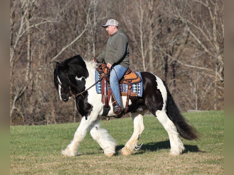 Cob Irlandese / Tinker / Gypsy Vanner Castrone 12 Anni 152 cm Morello in Jamestown, KY