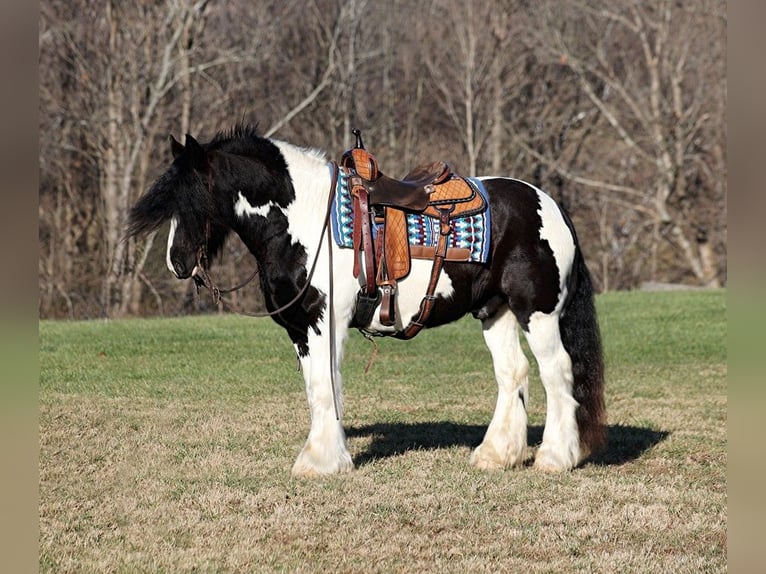 Cob Irlandese / Tinker / Gypsy Vanner Castrone 12 Anni 152 cm Morello in Jamestown, KY