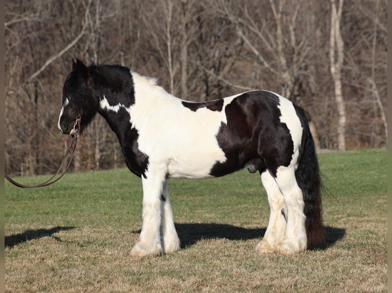 Cob Irlandese / Tinker / Gypsy Vanner Castrone 12 Anni 152 cm Morello in Jamestown, KY