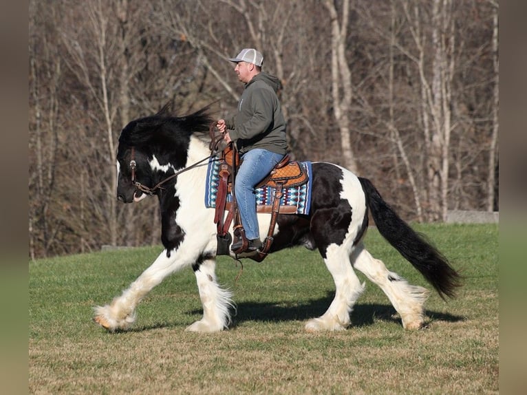 Cob Irlandese / Tinker / Gypsy Vanner Castrone 12 Anni 152 cm Morello in Jamestown, KY